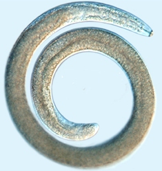 
          Faux nématode à galles (Nacobbus aberrans)