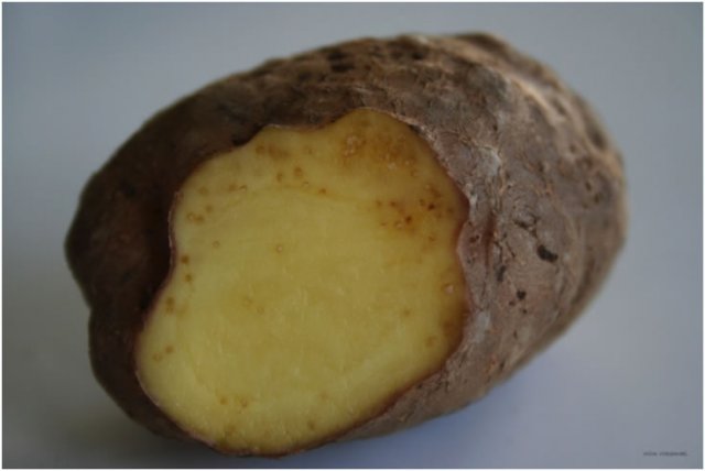 
          Nématode des racines noueuses du maïs (Meloidogyne chitwoodi)
