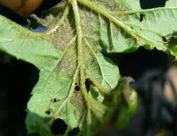 
          Heterodera humuli (Nématode du houblon)