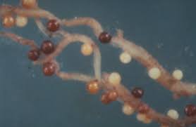 
          Globodera rostochiensis (Nématode doré de la pomme de terre)