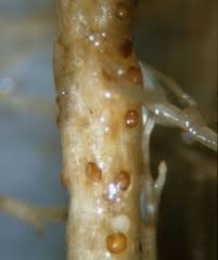 
          Globodera tabacum (Nématode à kystes du tabac)