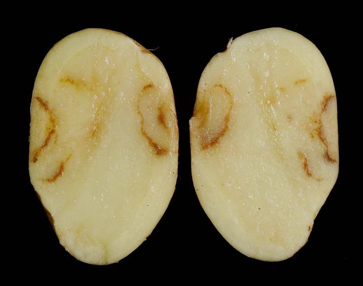 
          Ditylenchus destructor (nématode de la pomme de terre)