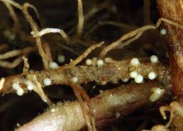 
          Globodera pallida (nématodes à kyste de la pomme de terre)