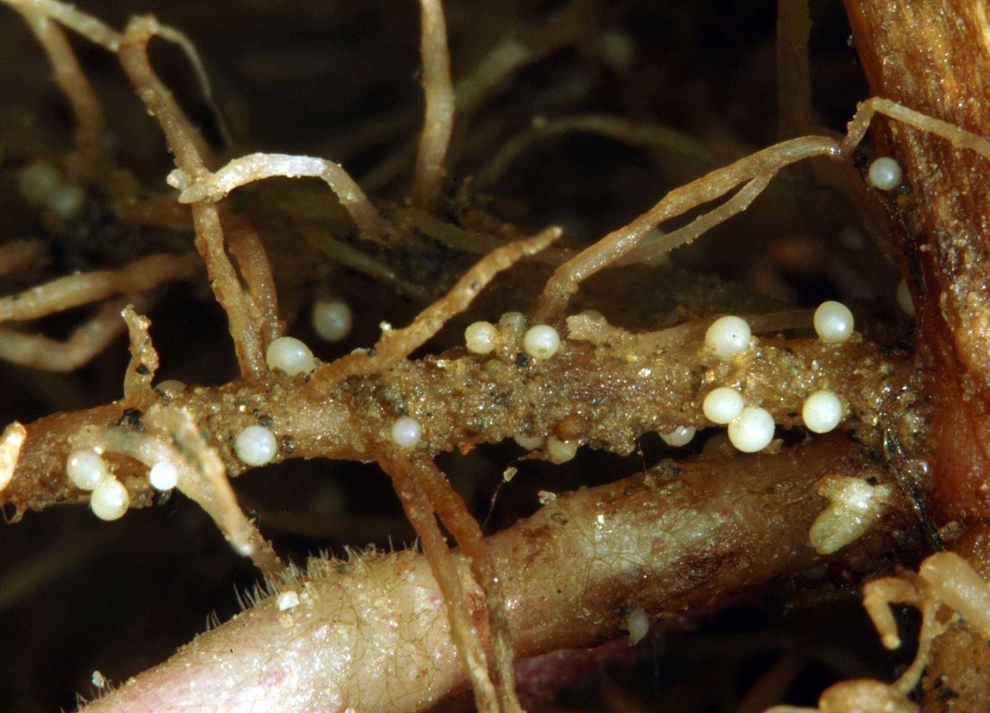 
          Globodera pallida (nématodes à kyste de la pomme de terre)