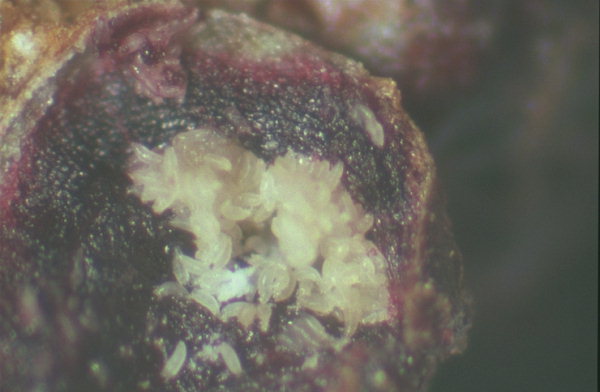 
          Acalitus phloeocoptes (Acarien des bourgeons du prunier)