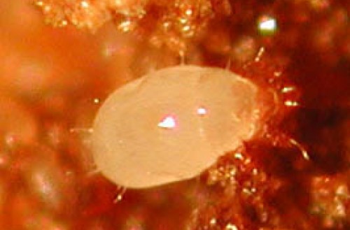 
          L'acarien des bulbes (Rhizoglyphus robini)