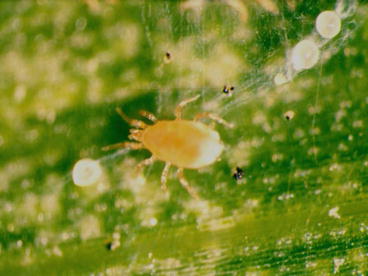 
          Oligonychus afrasiaticus (acarien du palmier dattier ou bou faroua) 