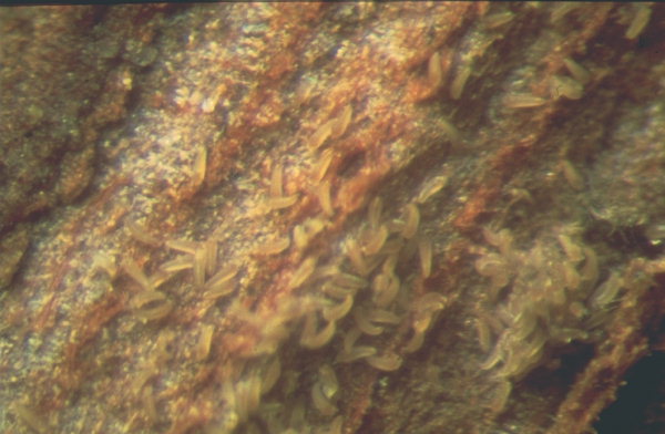 
          Calepitrimerus vitis (Phytopte de l'acariose de la vigne)