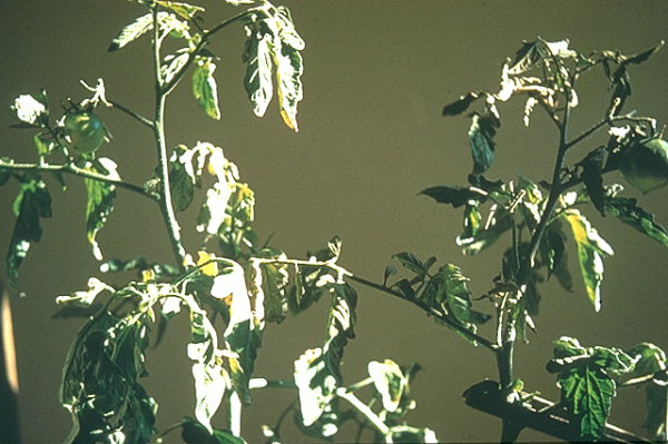 
          Aculops lycopersici (Agent de l'acariose bronzée de la tomate)