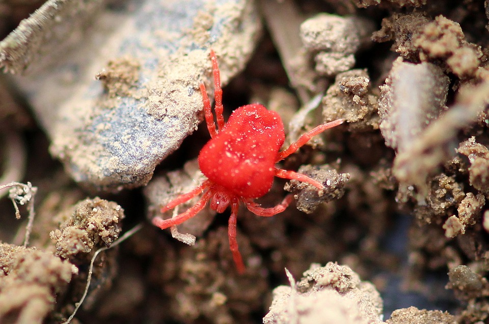 
          Araignée rouge