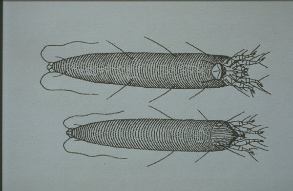 
          Colomerus vitis (Phytopte de l'érinose de la vigne)