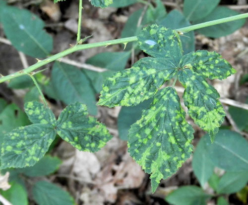 
          Phyllocoptes gracilis (Phytopte du framboisier)