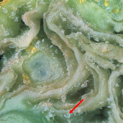 
          Cecidophyopsis ribis (Phytopte du groseillier)