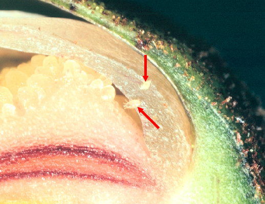 
          Phytonemus pallidus (Tarsonème de l'avoine et du fraisier)