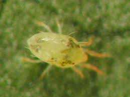 
          Tetranychus mcdanieli (acarien jaune de la vigne)