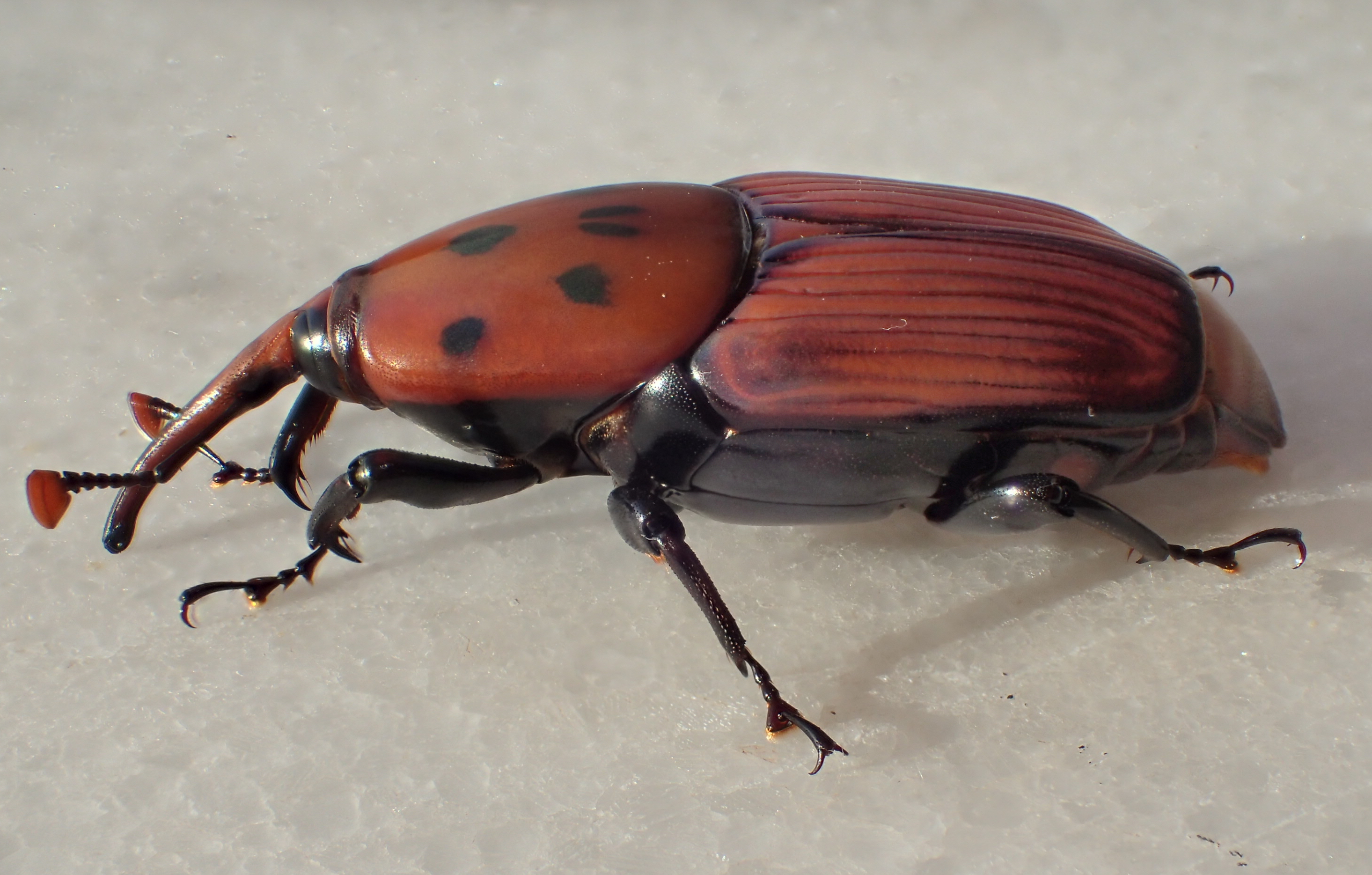 
          Charançon rouge des palmiers (Rhynchophorus ferrugineus)