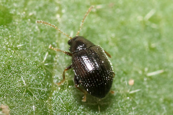 
          Epitrix cucumeris (altise de la pomme de terre)