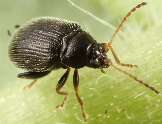 
          L'altise des tubercules (Epitrix tuberis)