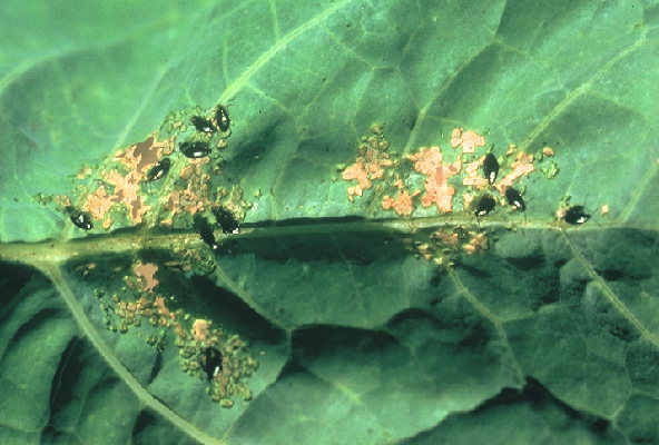 
          Phyllotreta atra (Altise noire des crucifères)