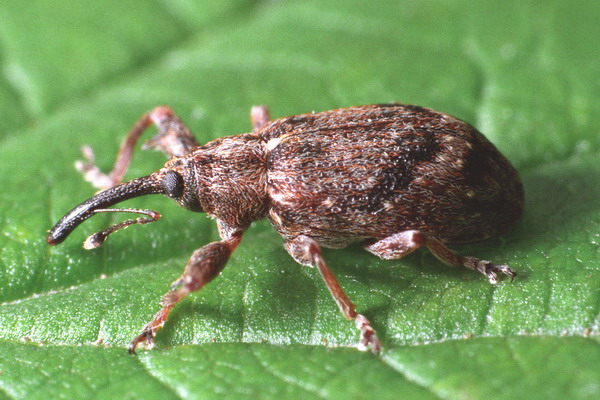 
          Anthonomus pyri (Anthonome d'hiver du poirier)