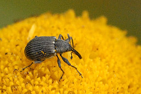 
          Anthonomus rubi (Anthonome du fraisier et du framboisier)