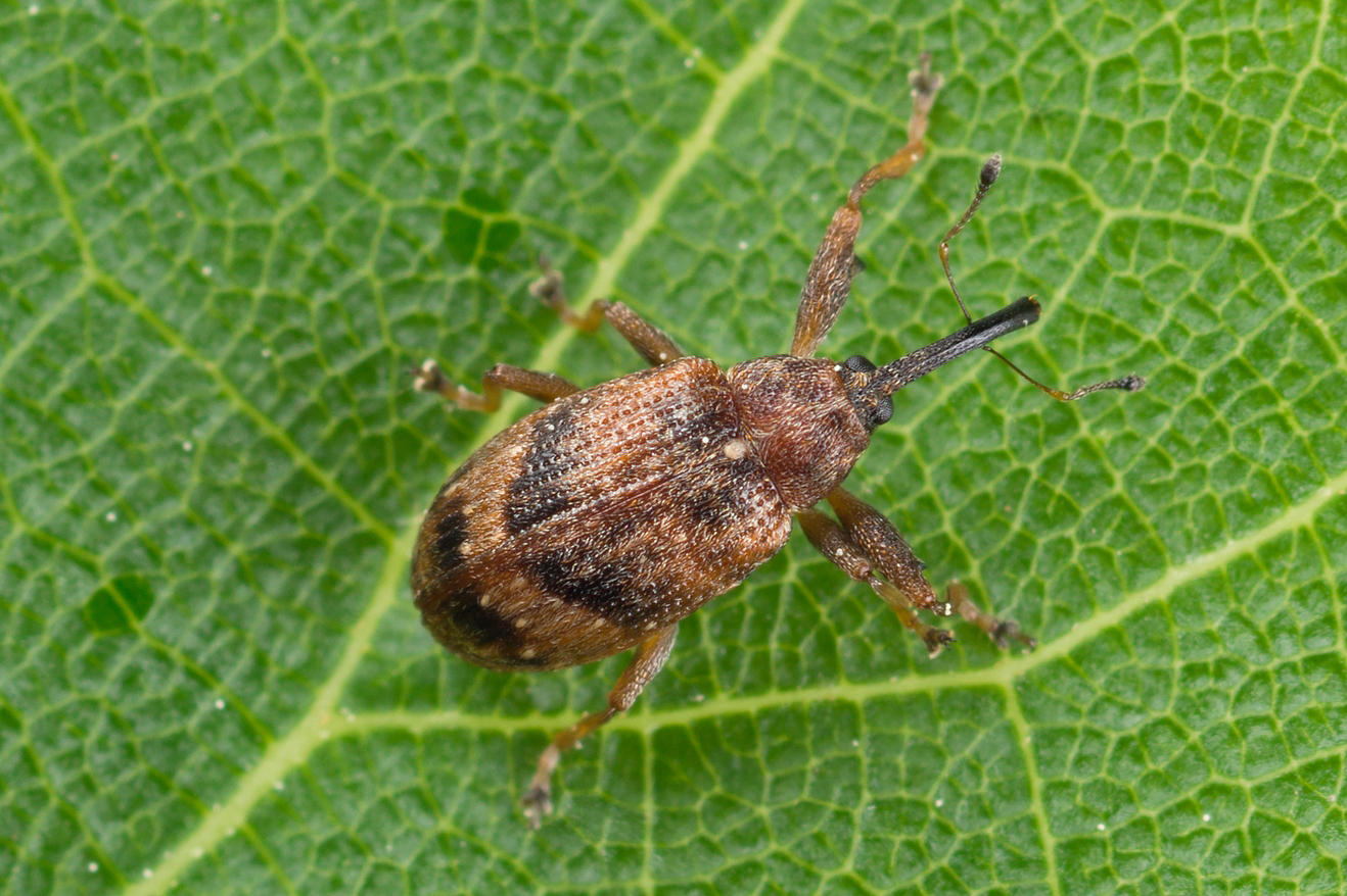 
          Anthonomus pomorum (anthonome du pommier)