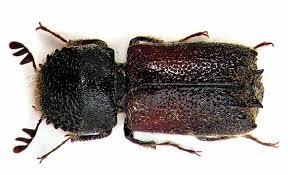 
          Sinoxylon sexdentatum (apate de la vigne)