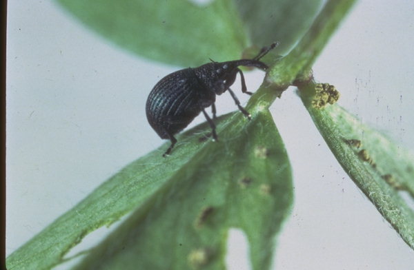 
          Apion pisi (Apion du pois)