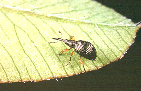 
          Apion trifolii (petit apion du trèfle)
