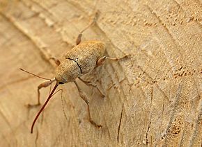 
          Balanin des châtaignes (Curculio elephas)