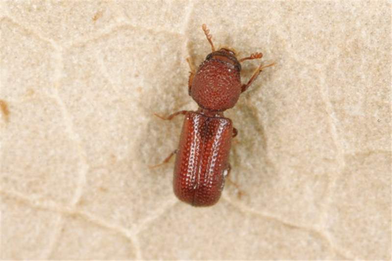 
          Capucin des grains (Rhyzopertha dominica)