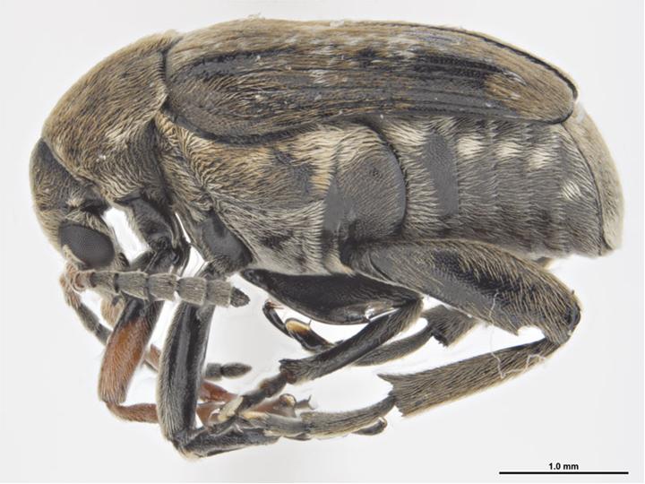 
          Bruchus rufimanus (bruche de la fève)