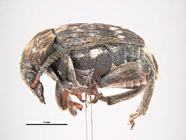 
          Bruchus lentis (Bruche de la lentille)