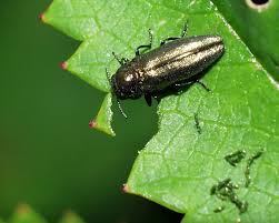 
          Coraebus sinuatus (Bupreste du fraisier)