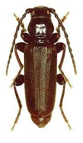 
          Tetropium castaneum (Callidie de l'épicea)