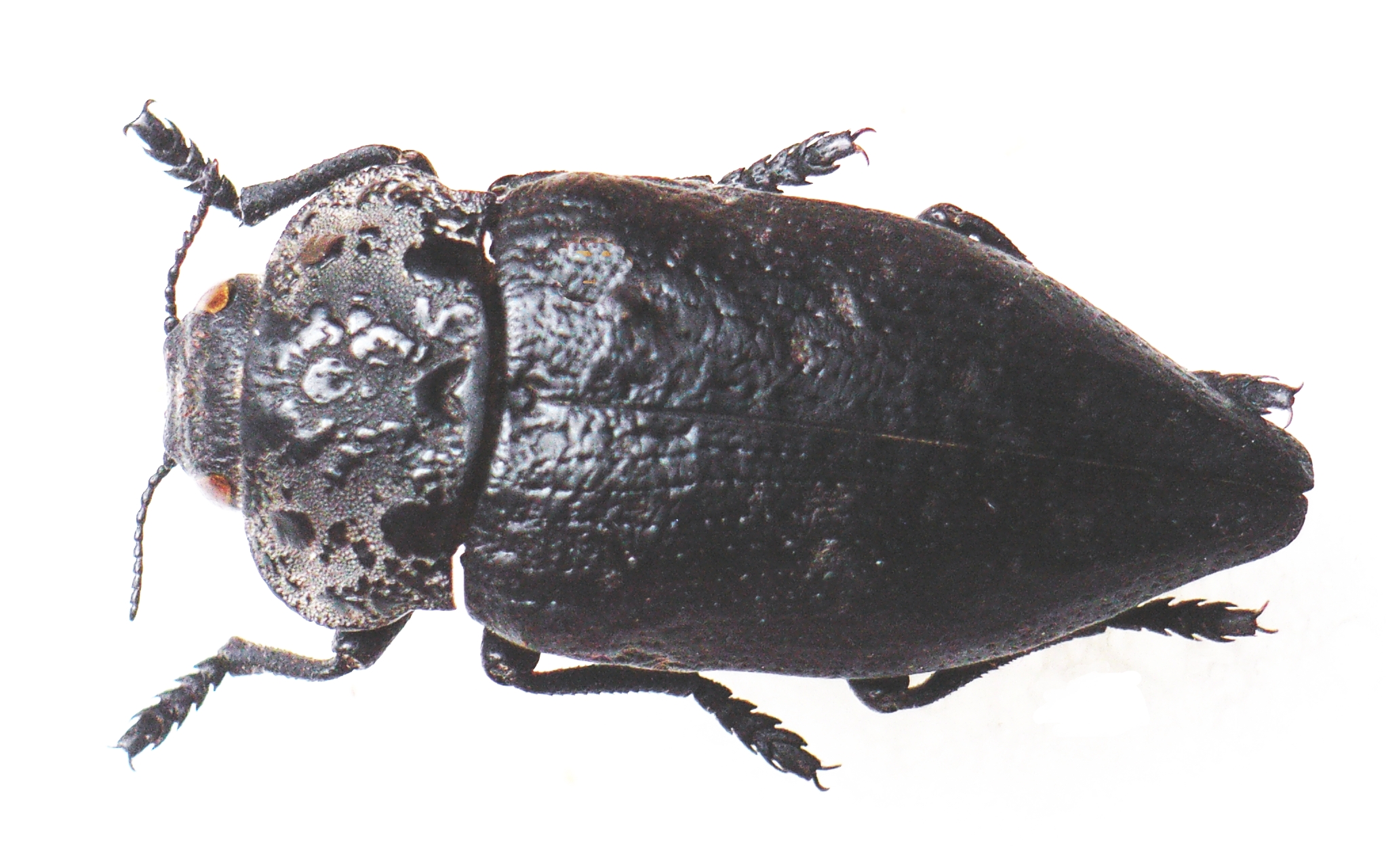 
          Capnodis tenebrionis (Capnode des arbres fruitiers, bupreste)