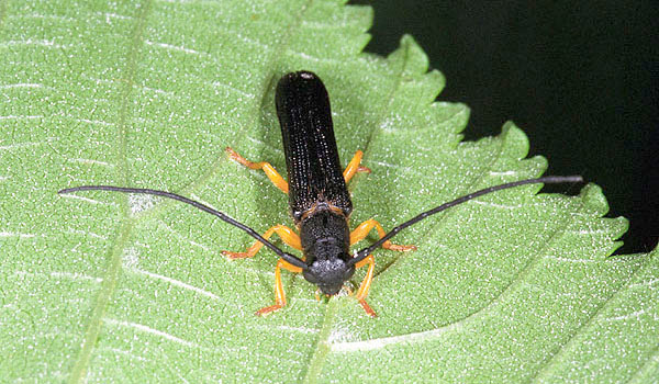
          Oberea linearis (Capricorne du noisetier)