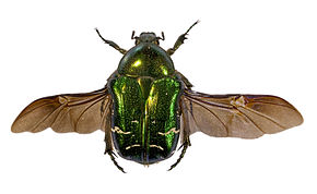 
          Cétoine dorée (Cetonia aurata)