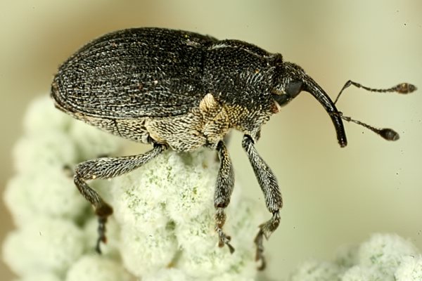 
          Ceutorhynchus assimilis (Charançon des siliques du colza)