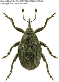 
          Ceutorhynchus pleurostigma (le charançon gallicole du chou)