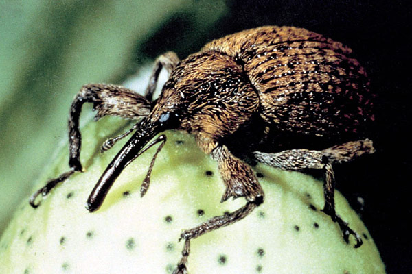 
          Charançon du cotonnier (Anthonomus grandis) 