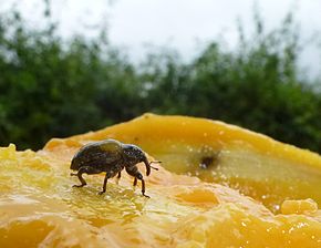 
          Sternochetus mangiferae (Charançon du noyau de la mangue)