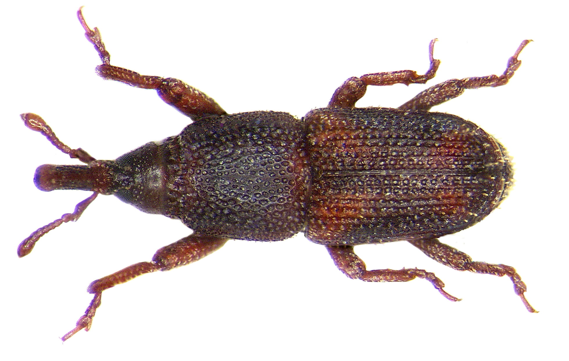 
          Charançon du riz (Sitophilus oryzae)