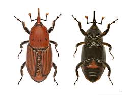 
          Charançon rouge des palmiers (Rhynchophorus ferrugineus) 