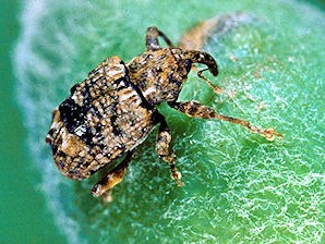 
          Charançon américain du prunier (Conotrachelus nenuphar)