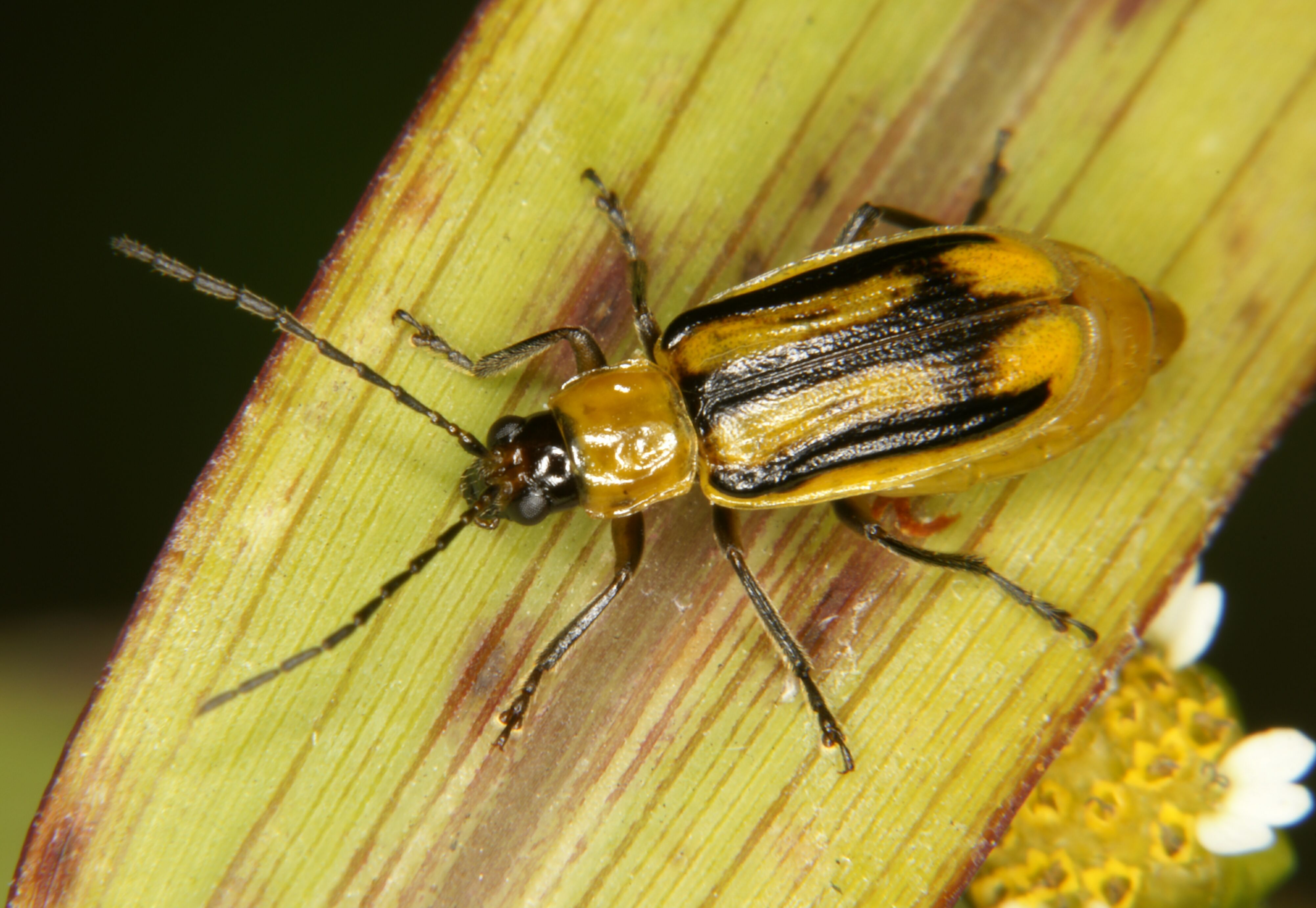 
          Diabrotica virgifera (Charançon américain du prunier)