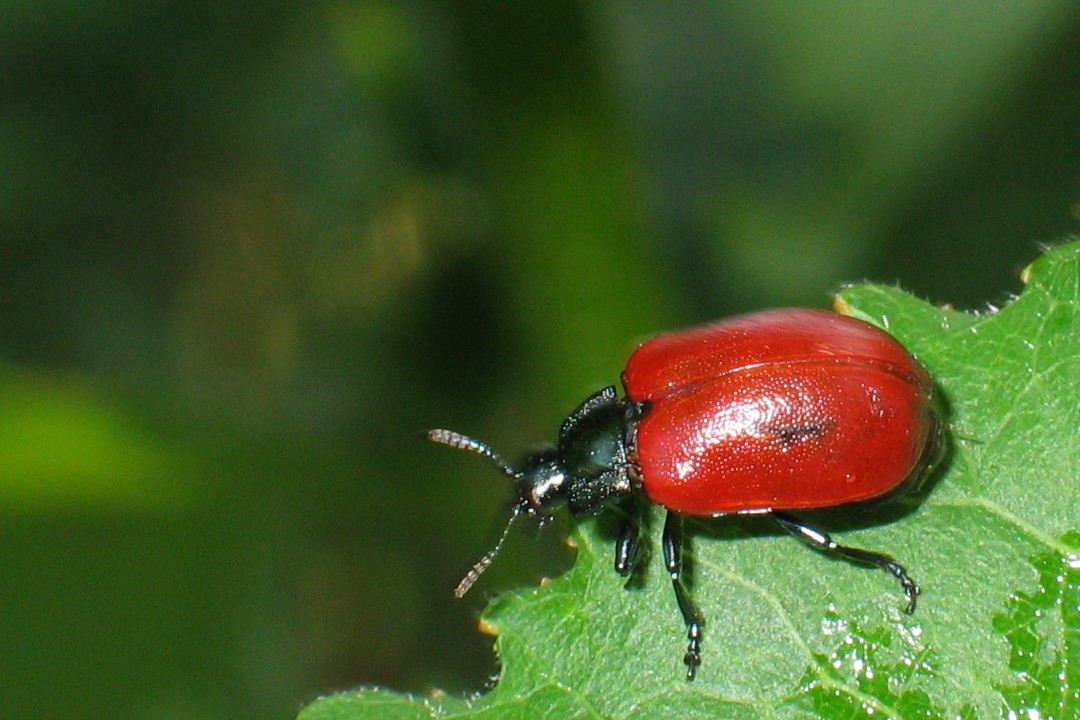 
          Melasoma populi (Chrysomèle du peuplier)