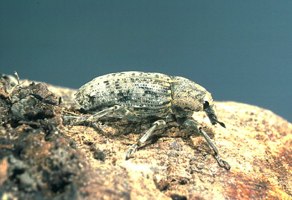 
          Conorhynchus mendicus (Cléone mendiant)