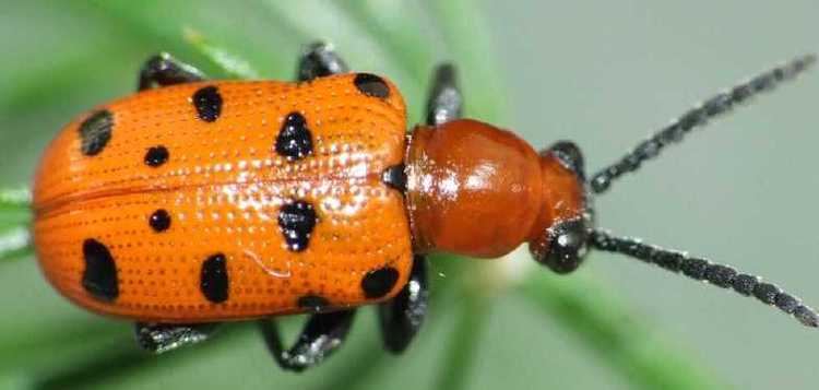 
          Crioceris duodecimpunctata (criocère à douze points)