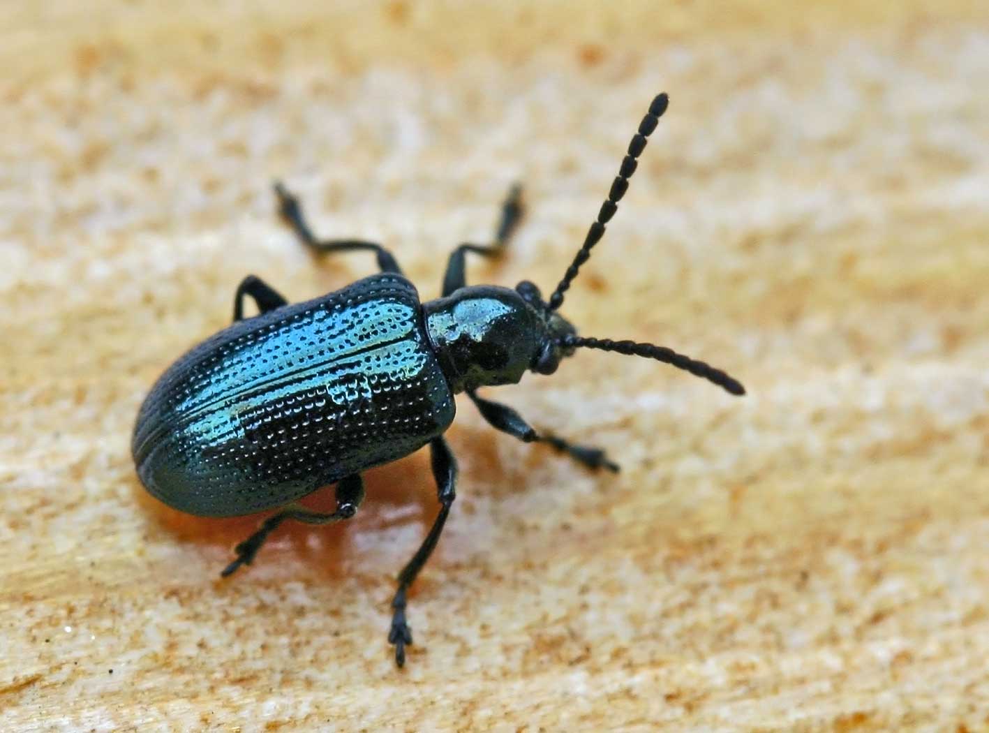
          Oulema gallaeciana (Criocère des céréales)